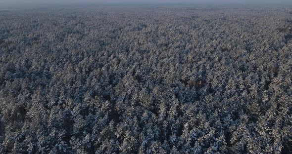 Snow-covered Coniferous Forest, Aerial Photography alt