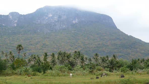 Cattle Eating Grass In Field With Row Of Tree And Mountain behind In Cloudy Day