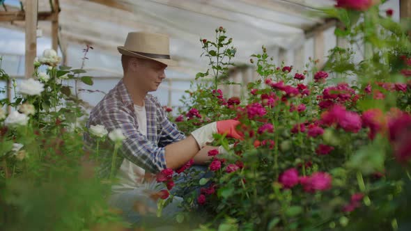 Greenhouse with Growing Roses Inside Which A Male Gardener in a Hat Inspects Flower Buds and Petals alt