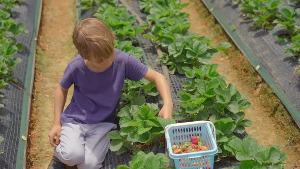 A Little Boy Collects Strawbery on an Eco Farm. Ecoturism Concept alt