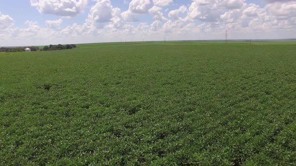 Soybean plantation with moving aerial view
