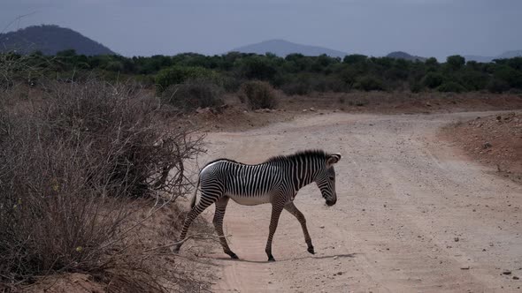 Zebras in a Kenyan national park alt