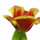 Rotating red-yellow tulip flower, seamless loop - VideoHive Item for Sale