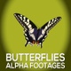 Butterflies Alpha Footages - VideoHive Item for Sale