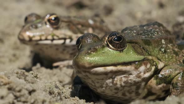 Two Frogs Sit Side By Side on the Sand Near the River Bank. Portrait of Toad alt