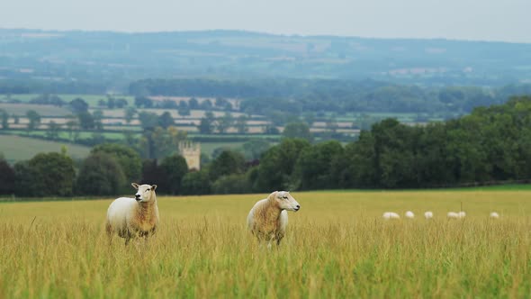Sheep farming on a farm, with flock of sheep grazing and eating grass in field in the rural countrys alt