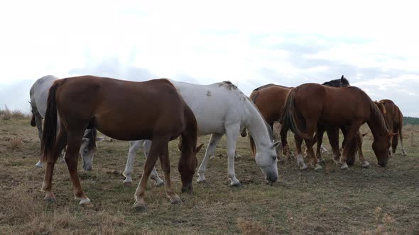 Herd Of Beautiful Wild Horses In Nature  alt