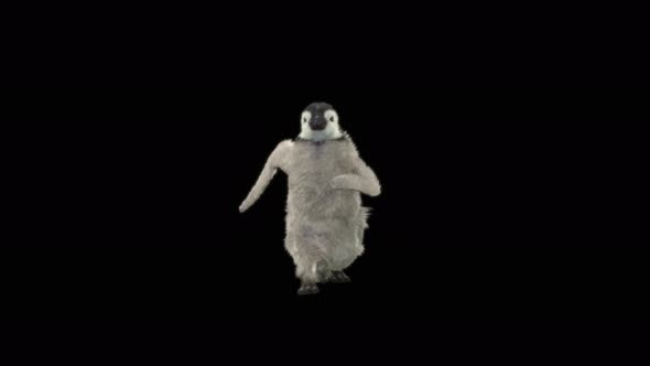 Penguin Dancing 4K alt