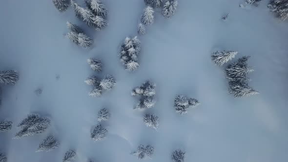 Top view of winter mountain forest. Ski sport. Freeride spot. Aerial drone shot 