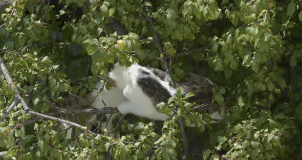 Two cats are passing among tree branches towards to ground
