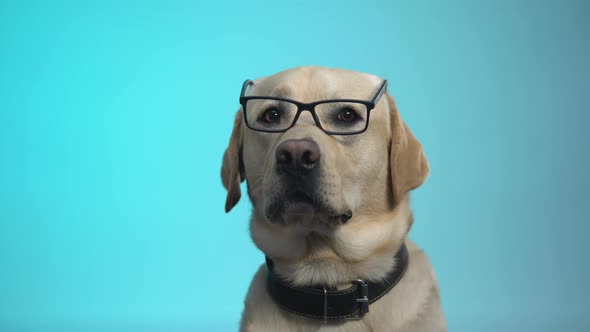 Funny Pedigreed Dog in Eyeglasses Posing on Camera alt