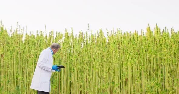 Senior Scientist Checking and Analyzing Cannabis Plants Reviewing Results Notes on Tablet Concept of alt