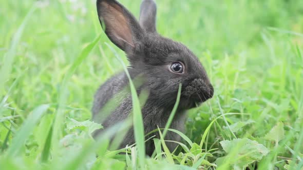 Charming Little Dark Rabbit Eats Fresh Juicy Young Grass on a Green Sunny Meadow alt