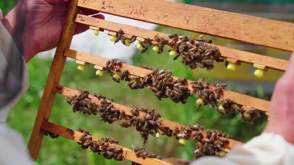 the Beekeeper Takes Out a Frame with Uterus Bees