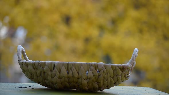 Autumn and the Birds of the Tit Flew Into the Feeder. Selective Focus alt