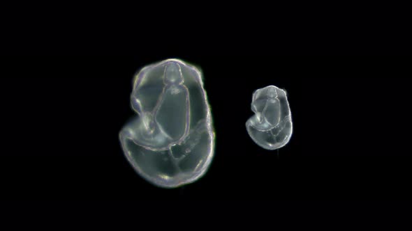 The Larva of the Starfish Asteroidea, Under the Microscope, Is in the Early Stage of Bipinnaria alt