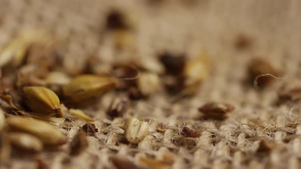 Rotating shot of barley and other beer brewing ingredients alt