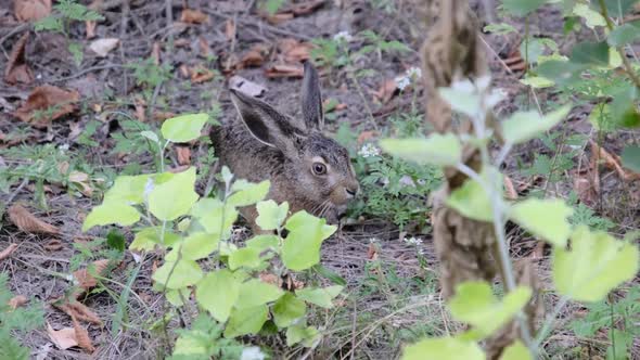 Wild Hare is Sitting in the Bushes Closeup Gray Rabbit Sit Down in the Forest alt
