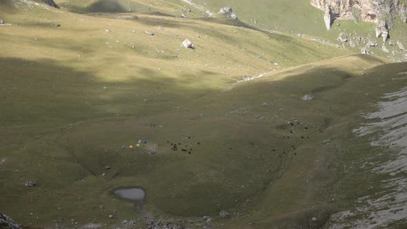 Time Lapse of Herd of Cows Grazing on a Mountain Pasture