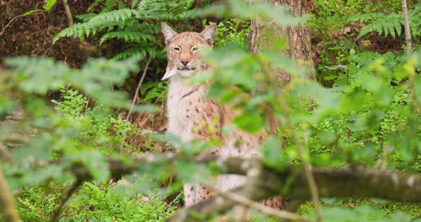 Lynx in Forest Seen Through Plants