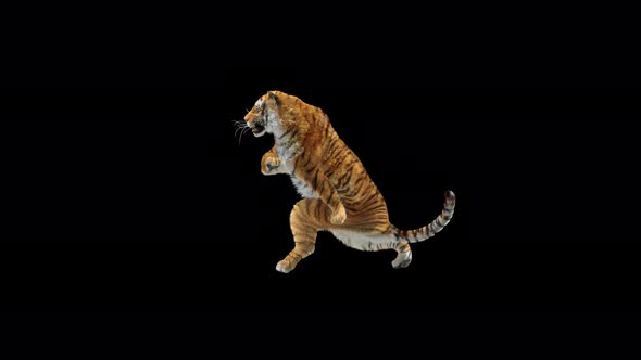 Tiger Dancing 4K alt