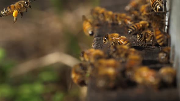 Bees flying around the hive alt