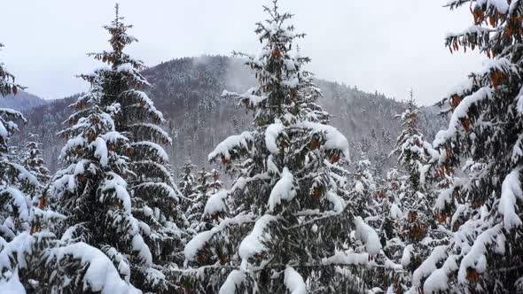 Mountain forest in winter season. Snowy tree branch in a view of the winter forest. Winter landscape alt