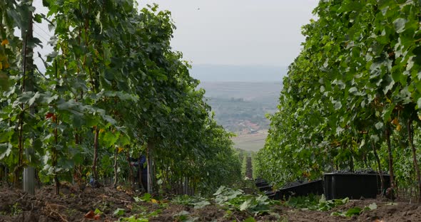 Transylvania Vineyard alt