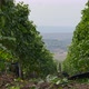 Transylvania Vineyard - VideoHive Item for Sale