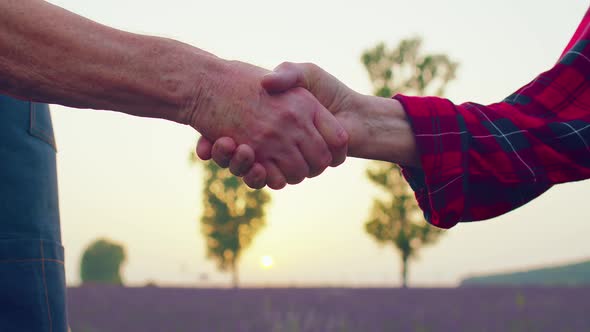Hands Shake Between Senior Grandfather Grandmother Farmers in Blooming Field of Lavender Flowers alt