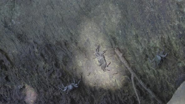 Crabs On Rock alt