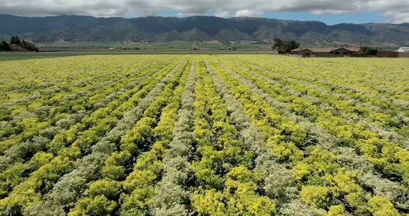 Flying up and over rows of vegetable plants in a large field, central California