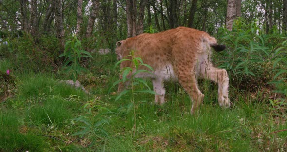 Closeup of a European Lynx Walking in the Forest at Summer