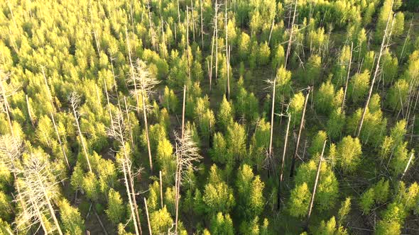 Aerial Drone Flying Over Trees Growing at the Site of a Forest Damaged By Fire