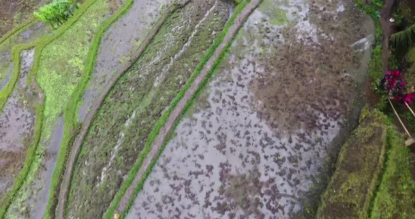 Incredible aerial top down footage of the rice terraces in Bali. alt