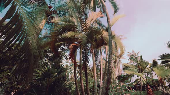 Tropical Palms and Plants at Sunny Day alt