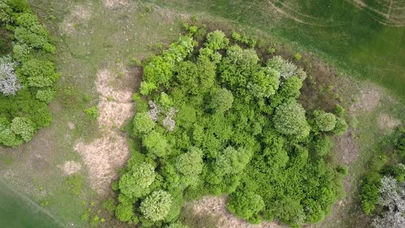 Top aerial view of green trees in a field with green grass. alt