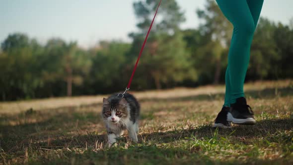 Beautiful athletic woman in a sporty turquoise overalls walks with her fluffy cat on leash in forest alt