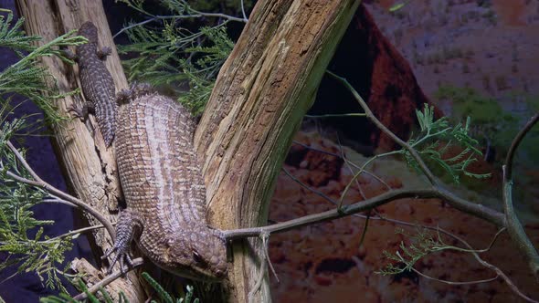 Lizards on tree trunks (Egernia stokesovii)