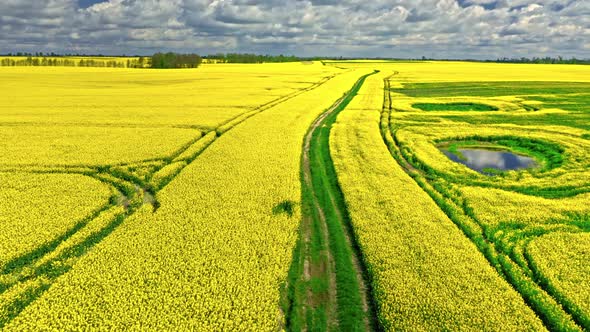 Amazing yellow rape fields. Agriculture in Poland. alt