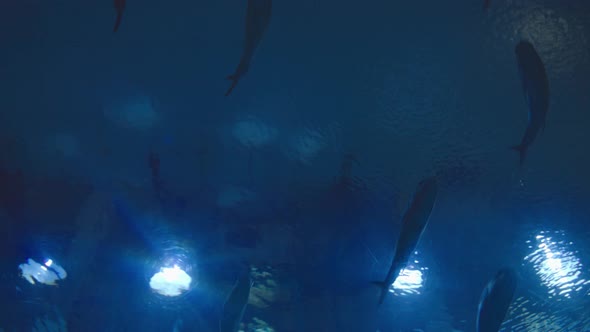 Aquarium full of swimming sharks and other aquatic life, fish swimming among sharks.