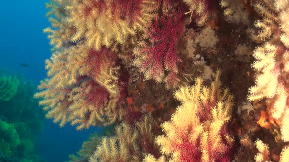 red and yellow sea fan along steep wall with blue water in the background alt