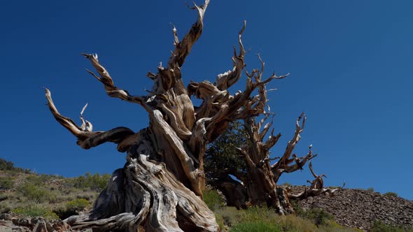 Incredible Bristlecone pine tree that is thousands of years old alt