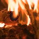 Camp Fire - VideoHive Item for Sale