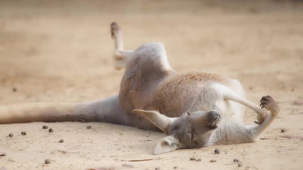 Red kangaroo lying on the ground