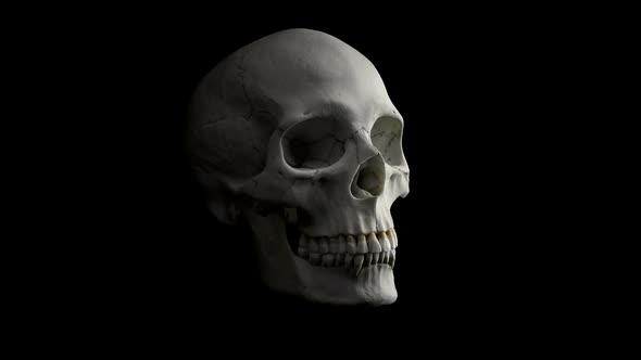 Skull Talking - Side View alt