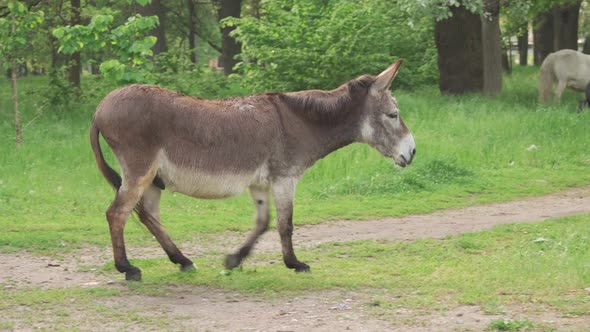 A Gray Donkey in a Wooded Area Runs to the Meeting alt