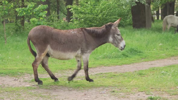 A Gray Donkey in a Wooded Area Runs to the Meeting