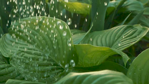 Driving Rain Starts. Waterdrops Wash Foliage. Rain Pouring on Green Leaves in Garden. SLOW MOTION alt