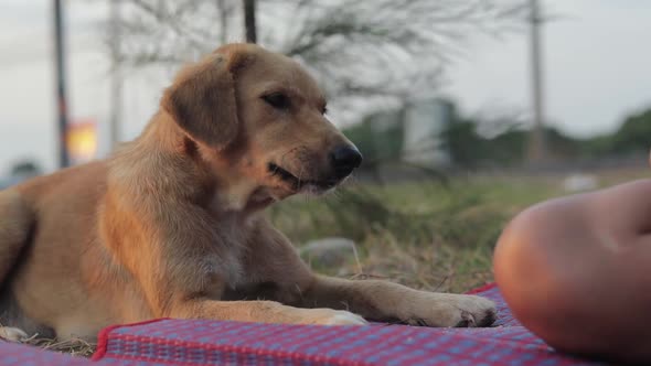 Hungry mongrel dog being fed by a woman, giving him chicken meat and bones. Outside shot in a park d alt
